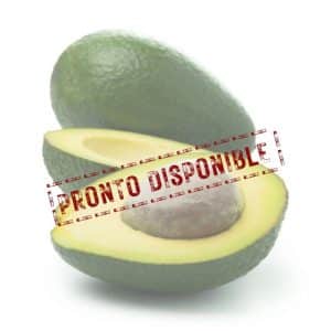 Aguacate ecológico variedad Bacon pronto disponible