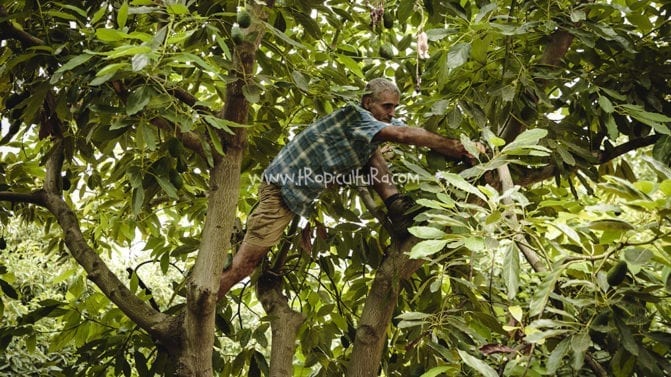 El gran tamaño de los árboles de aguacates