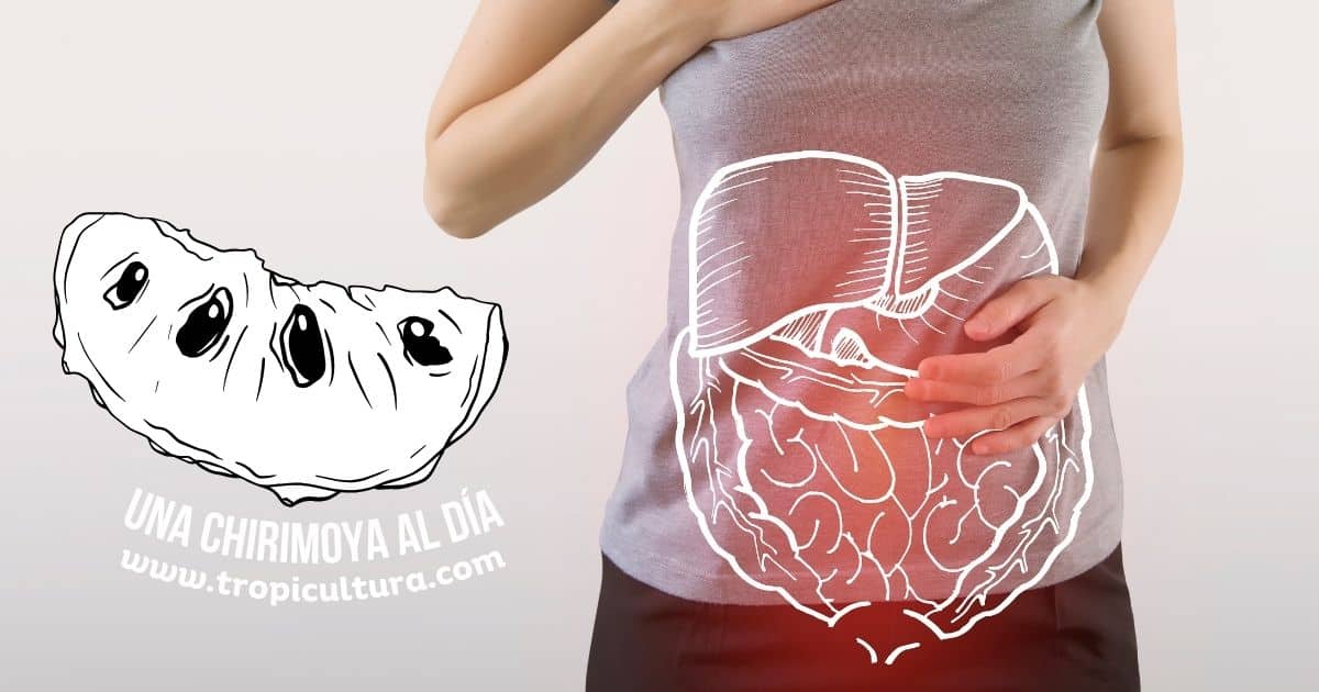 la chirimoya es beneficiosa para la digestión