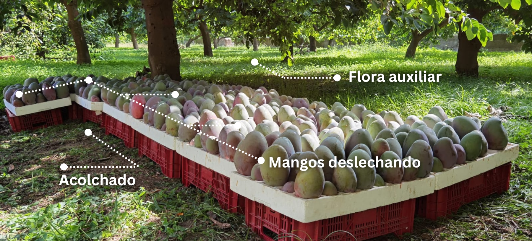 cosecha de nuestro mango ecológico