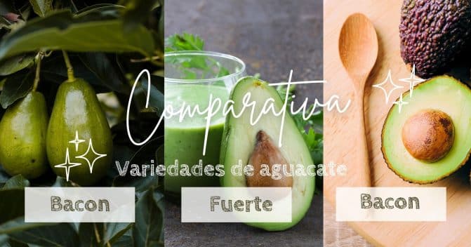 Comparativa de aguacates variedad Bacon Fuerte y Hass